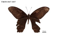 藏品(臺灣鳳蝶)的圖片